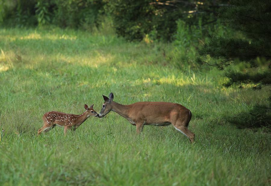Doe and Fawn Photograph by Doug McPherson
