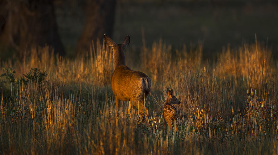 Doe and Fawn Photograph by Jeff Shumaker