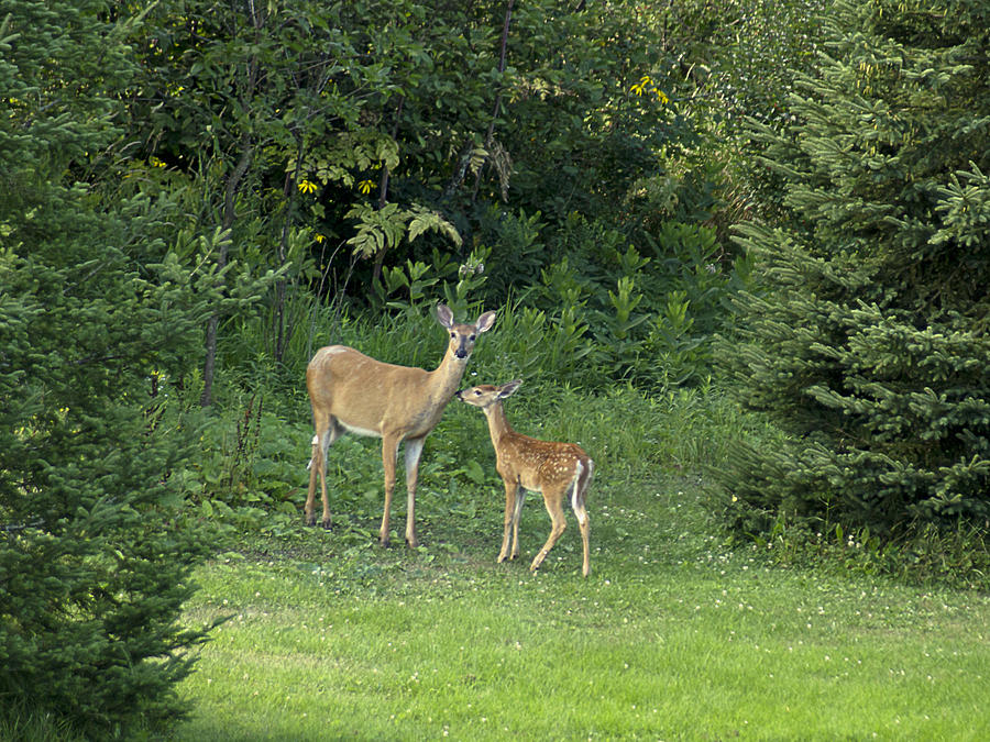 Deer Photograph - Doe and Fawn by Judy  Johnson