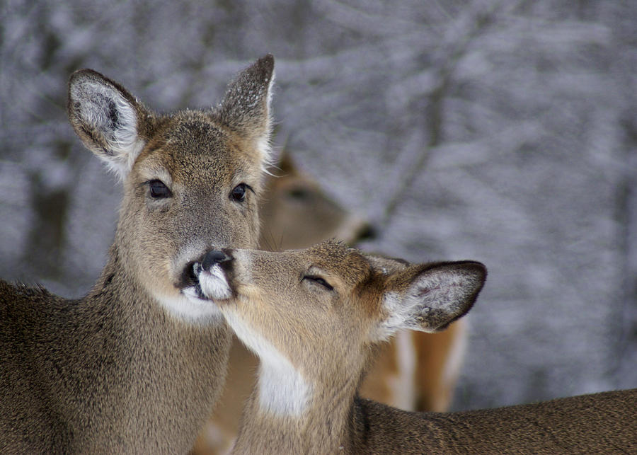 Doe and Fawn Photograph by Larry Bohlin
