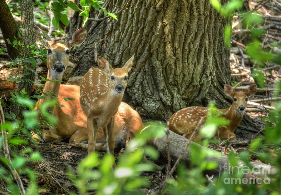 Deer Photograph - Doe and Two Fawn by M Dale