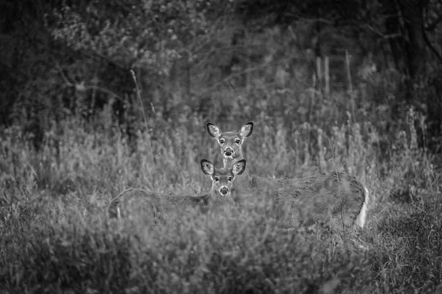 Doe And Yearling Fawn Photograph by Thomas Young