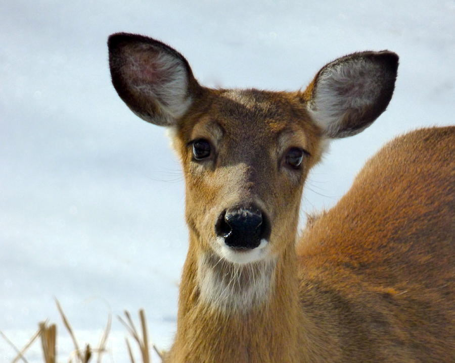 Doe-eyed Photograph by Jean Wright