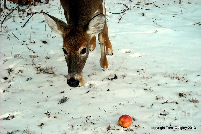 Doe Eyes Her Apple Photograph by Tami Quigley