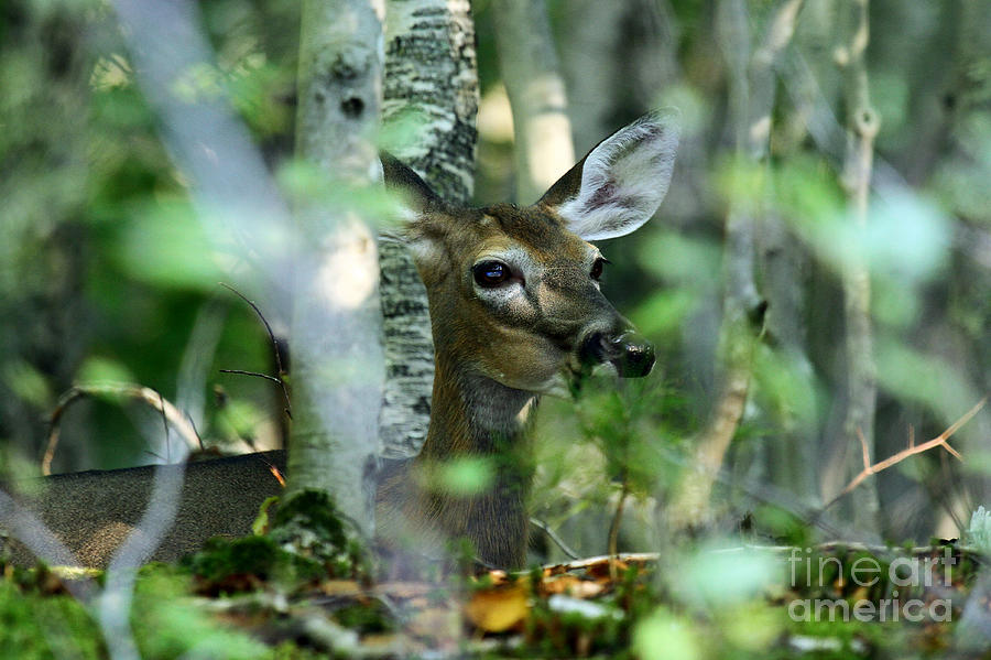 Doe in Hiding Photograph by Butch Lombardi