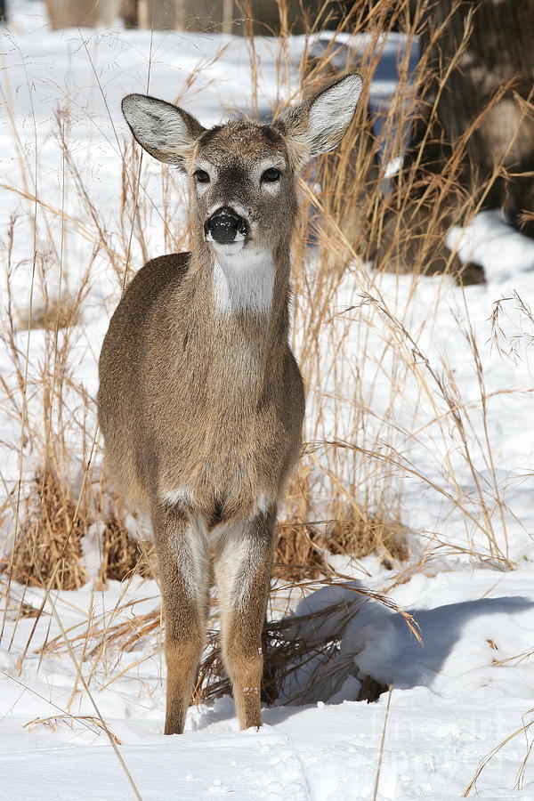 Doe in Snow Photograph by Ken Keener - Fine Art America