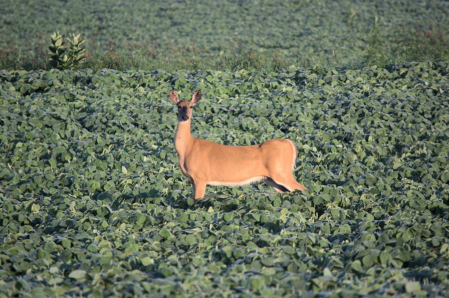 Doe In Soybeans Photograph by Bonfire Photography
