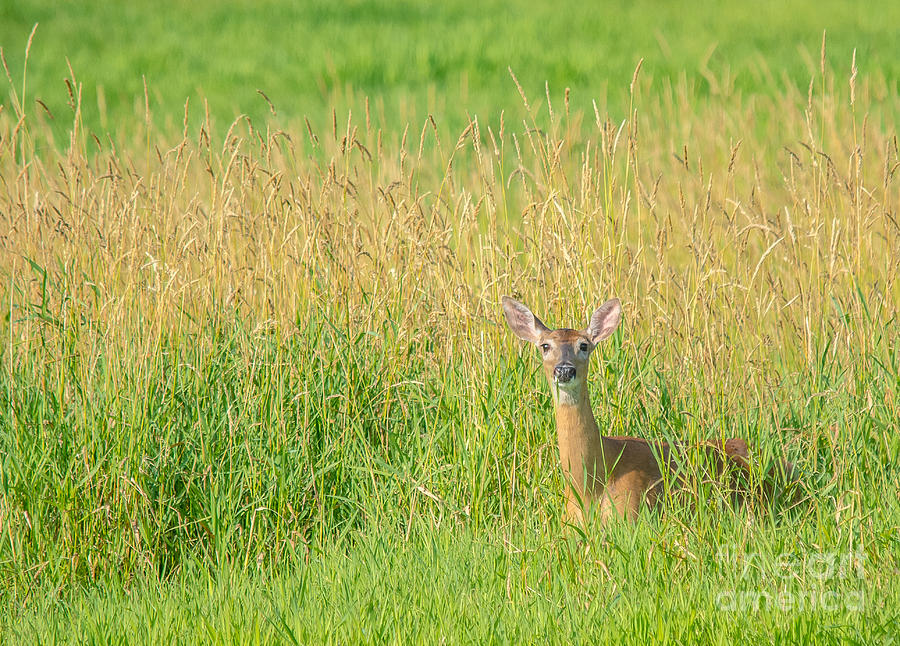 Doe in the Field Photograph by Cheryl Baxter