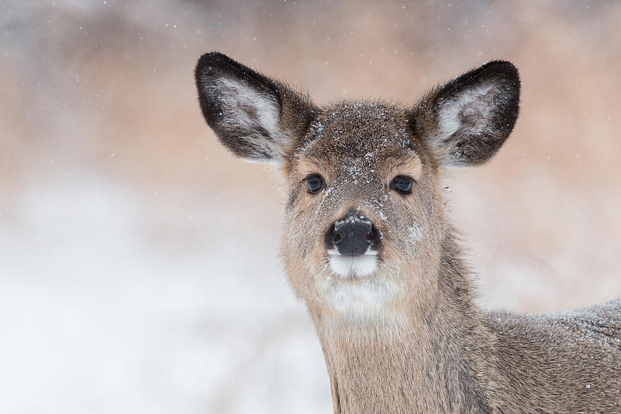Doe in the sno Photograph by Celine Pollard