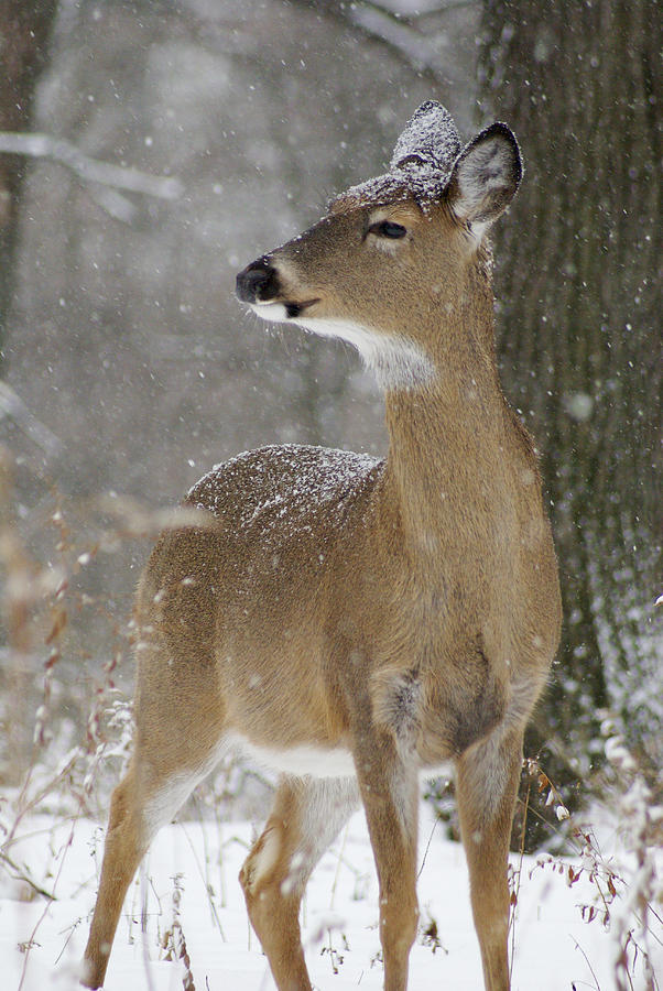 Doe in the Snow Photograph by Larry Bohlin