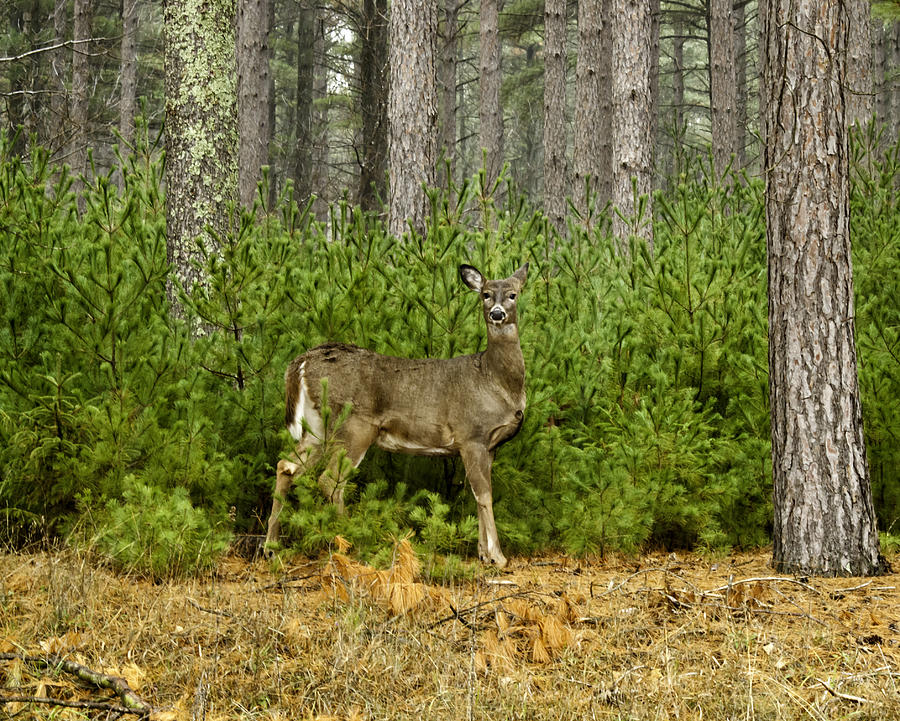 Doe in the Woods Photograph by Thomas Young