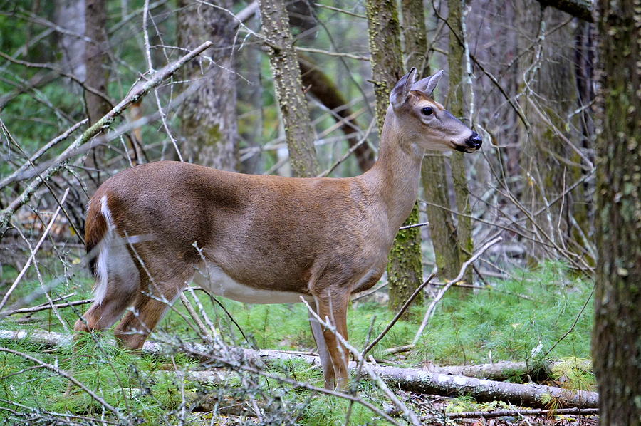 Doe Photograph by Laurie Perry
