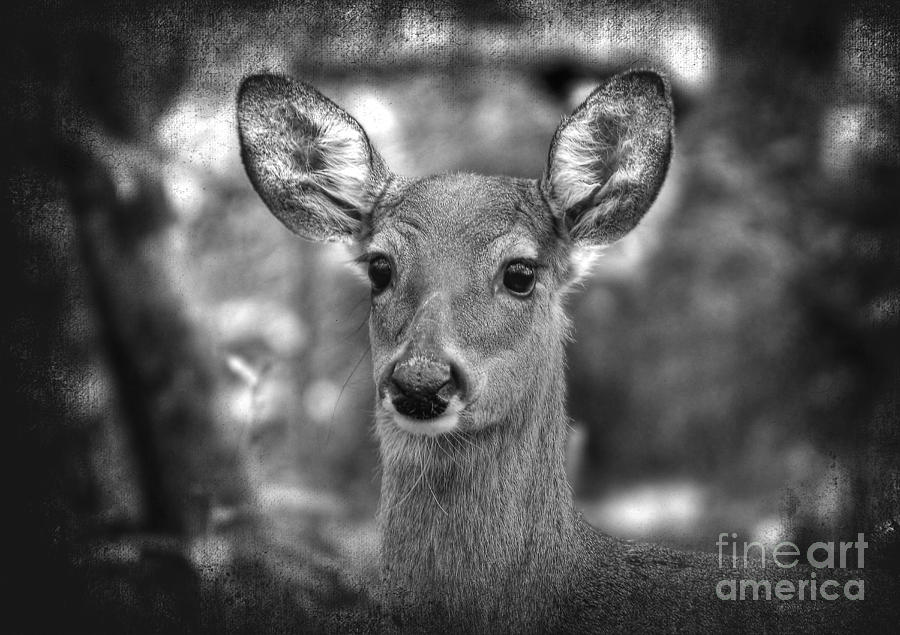 Doe Portrait Black And White Photograph by Kathy Baccari