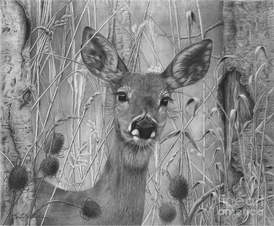 Doe Pretty Drawing by Barby Schacher