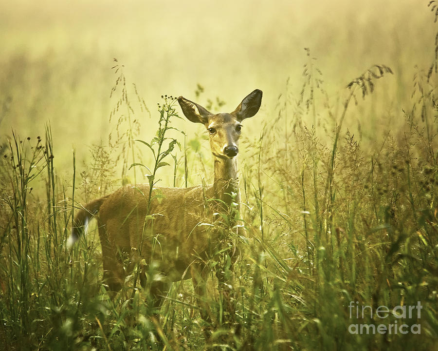 Deer Photograph - Doe White-tailed Deer in Meadow by Timothy Flanigan