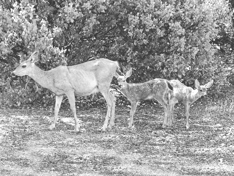 Doe With Twin Fawns Photograph by Frank Wilson