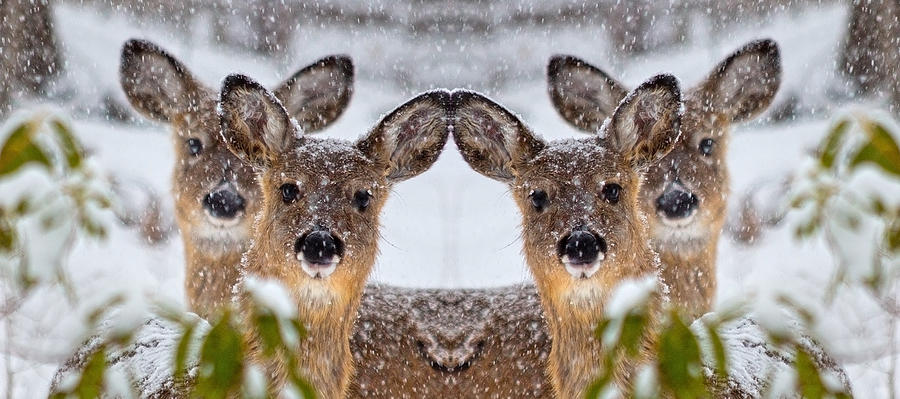 Deer Photograph - Doe You See Me by Betsy Knapp