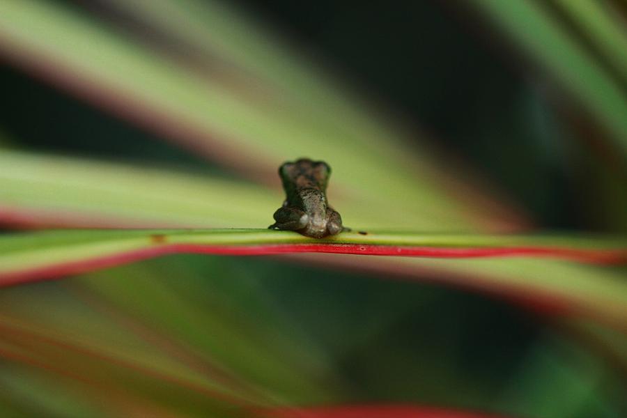 Frog Photograph - Does my Bum look big by Debbie Howden