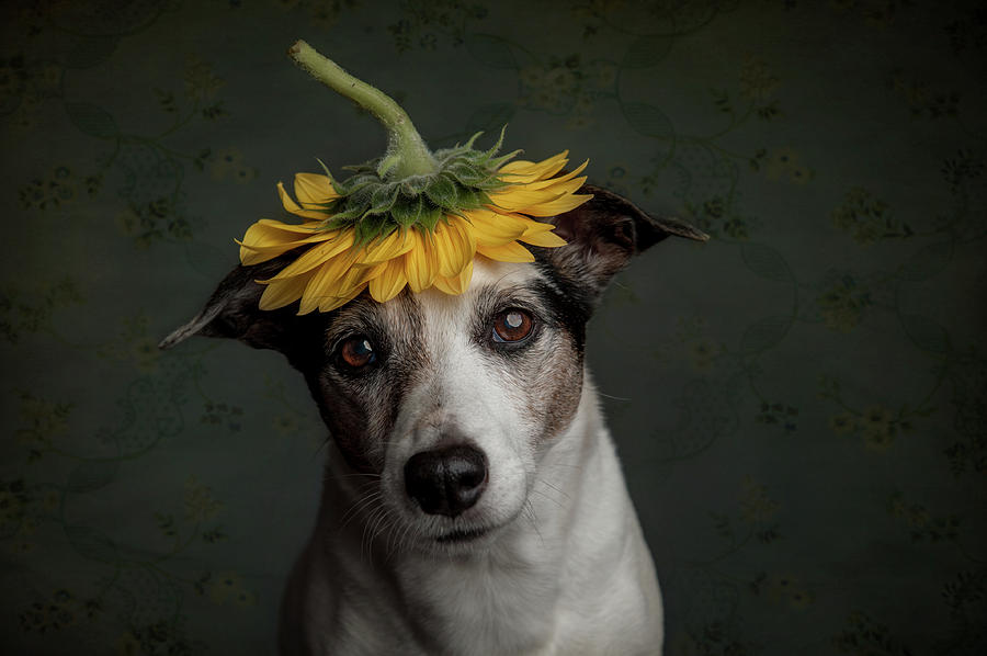 Does She Realize She Looks Like A Sunflower.... Photograph by Heike Willers