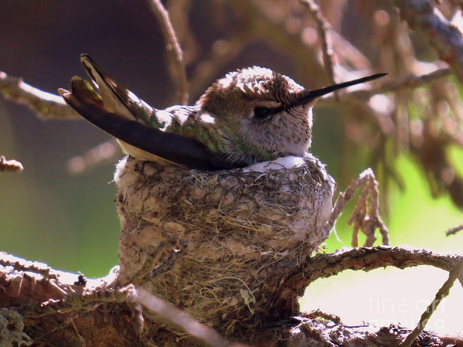 Hummingbird Photograph - Does this nest make my head look big? by Craig Corwin