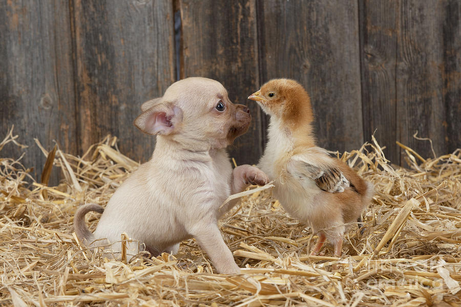 Dog and Chicken Photograph by John Daniels