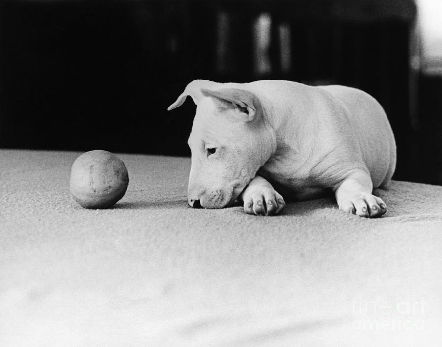 Dog and Ball Photograph by Guy Gillette