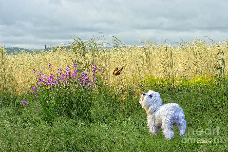 Dog and Butterfly by Andrea Auletta Dog and Butterfly by Andrea Auletta