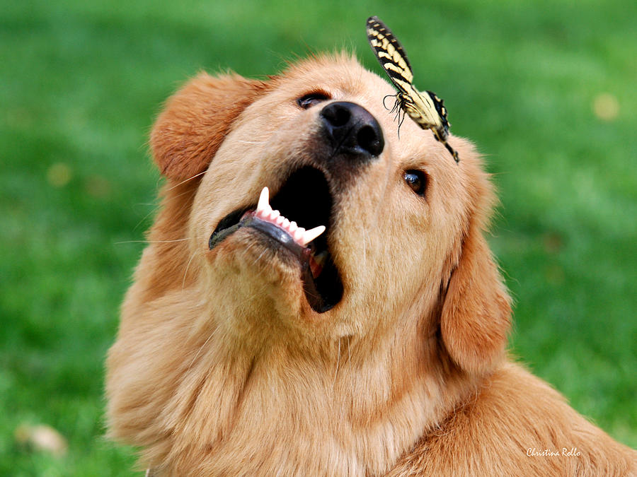 Dog Photograph - Dog And Butterfly by Christina Rollo