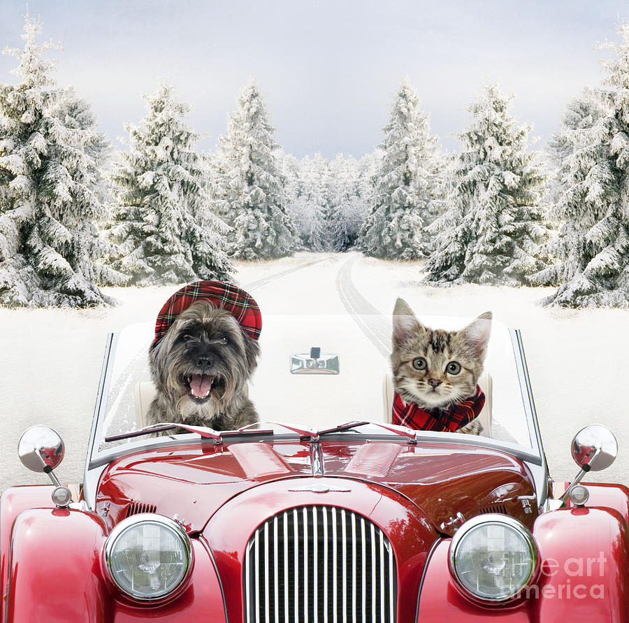 Dog And Cat Driving Car Through Snow Photograph by John Daniels and Johan De Meester