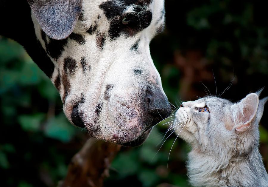Dog and cat having moment Photograph by Shot By Supervliegzus