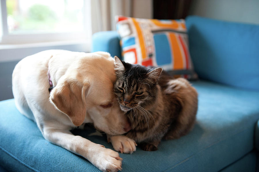 Dog And Cat Photograph by Kimberlee Reimer
