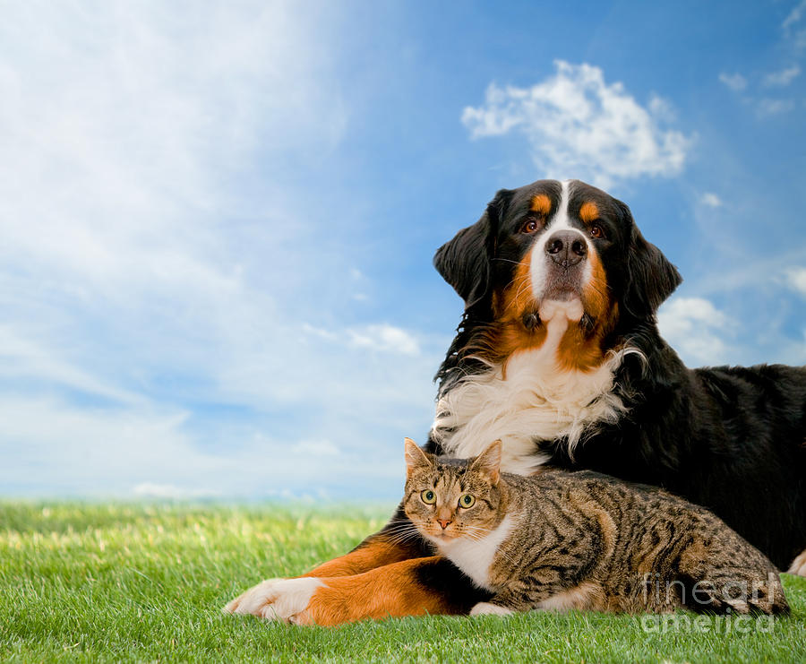 Animal Photograph - Dog and cat together by Michal Bednarek