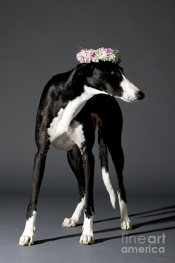 Dog and flower wreath  Photograph by Ami Siano