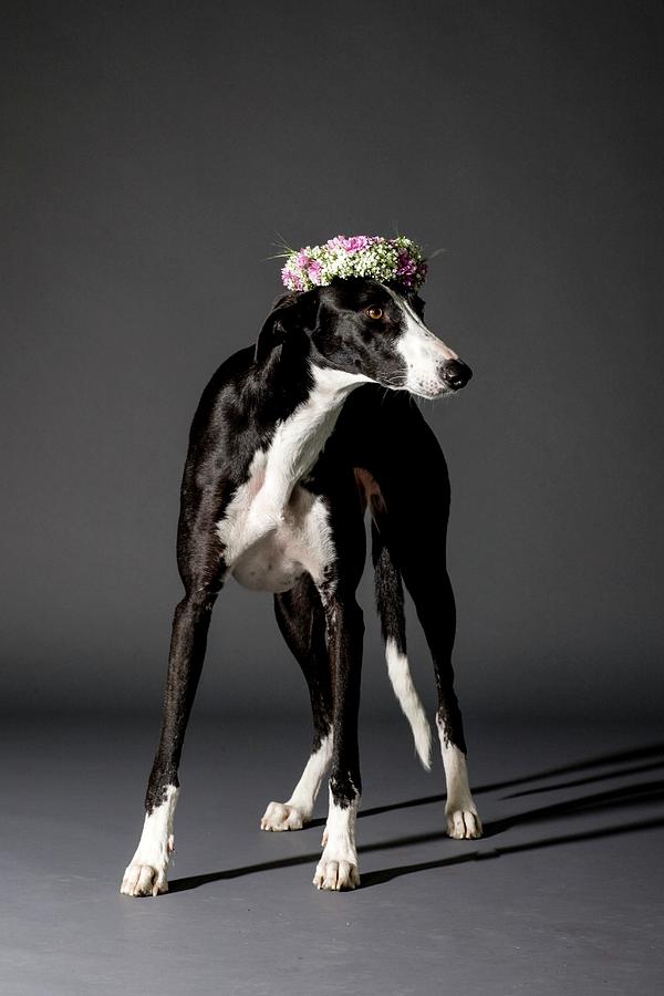 Flower Photograph - Dog And Flower Wreath by Photostock-israel