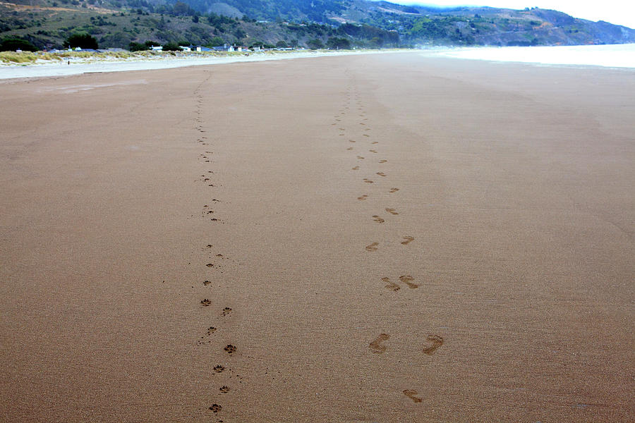 Dog And Human Footprints On The Beach Photograph by Geri Lavrov