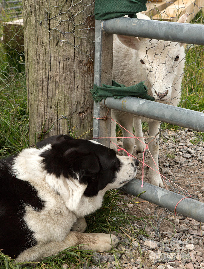 Farm Animals Photograph - Dog and Lamb by Iris Richardson