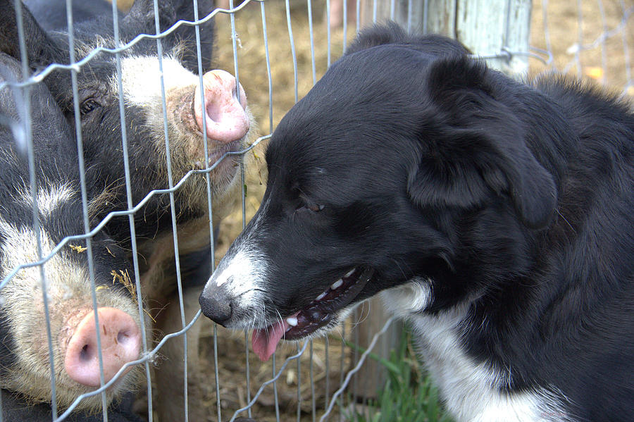 Dog and Pigs Photograph by Kathy Bassett