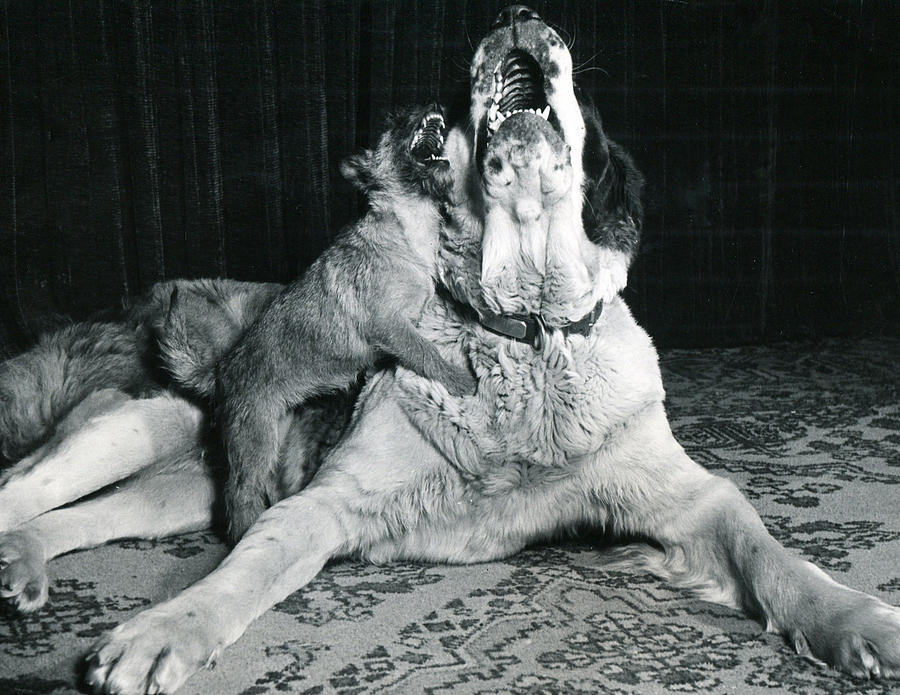 Dog and puppy howling Photograph by Retro Images Archive