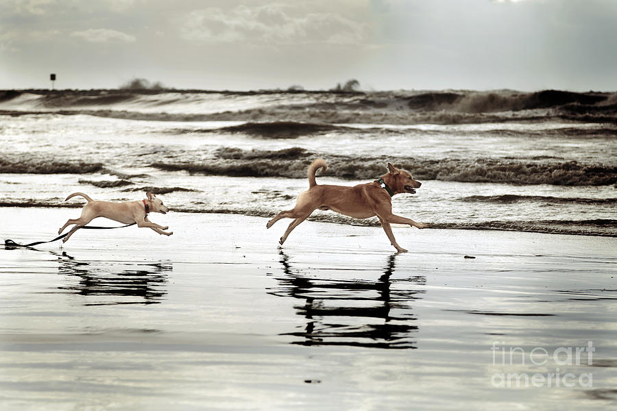Winter Photograph - Dog and Puppy Running on Shoreline by Eldad Carin