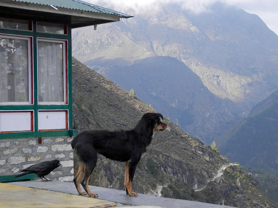 Dog and Raven Photograph by Pema Hou