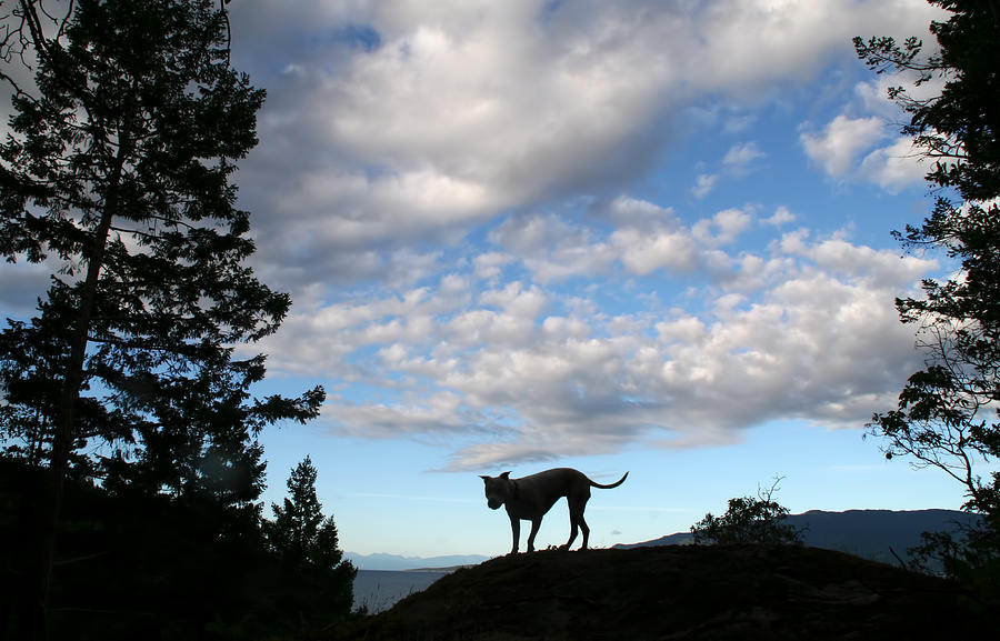 Dog and Sky Photograph by Peggy Collins
