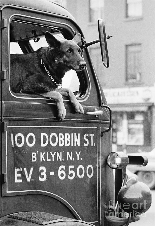 Dog And Truck In Brooklyn Photograph by Winston Vargas