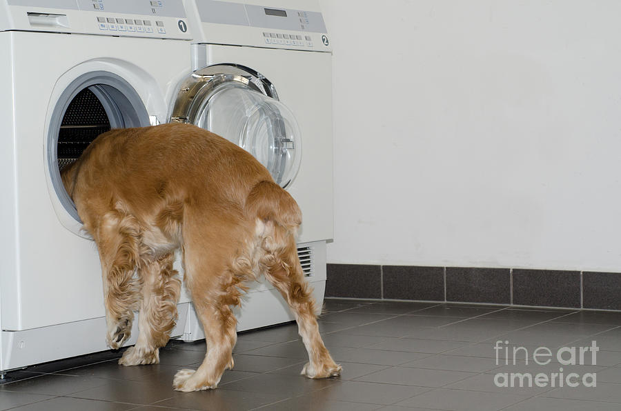 Dog Photograph - Dog and washing machine by Mats Silvan
