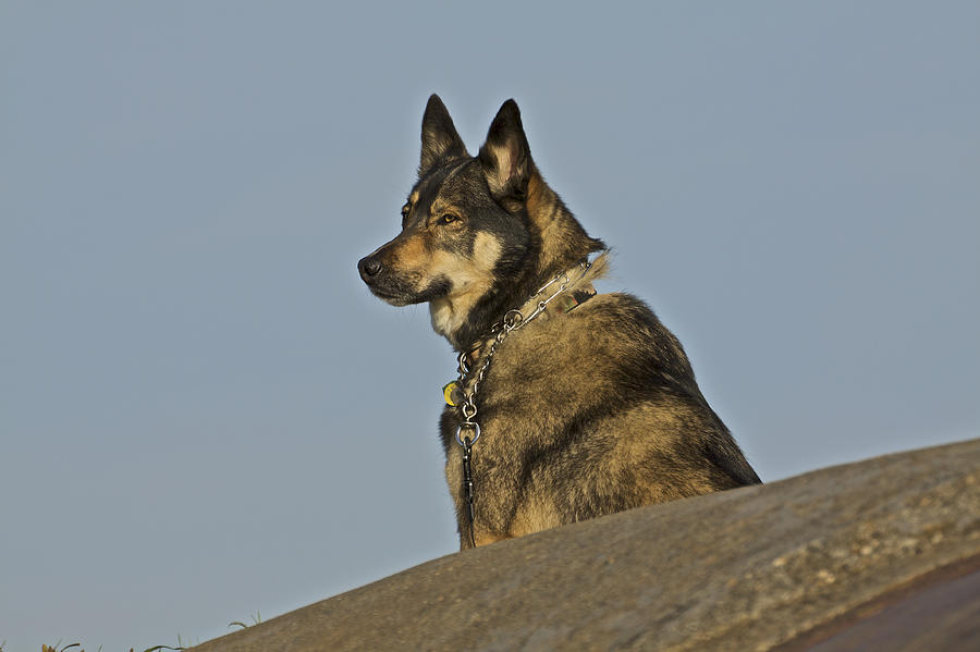 Dog At Point Bonita 2 Photograph by SC Heffner