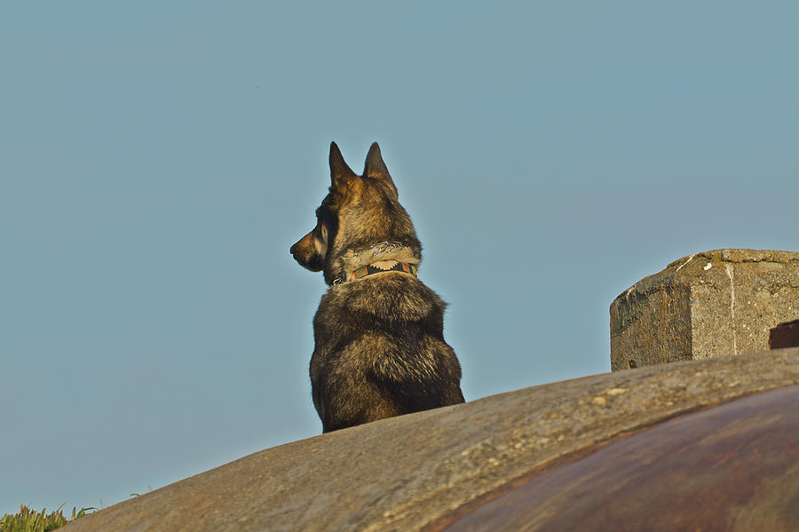 Dog at Point Bonita Photograph by SC Heffner