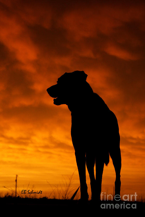 Sunset Photograph - Dog at Sunset by E B Schmidt