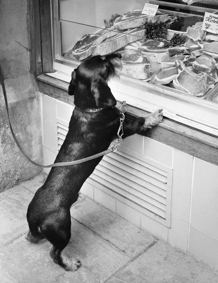 Dog At The Butchers Window Photograph by Toni Angermayer