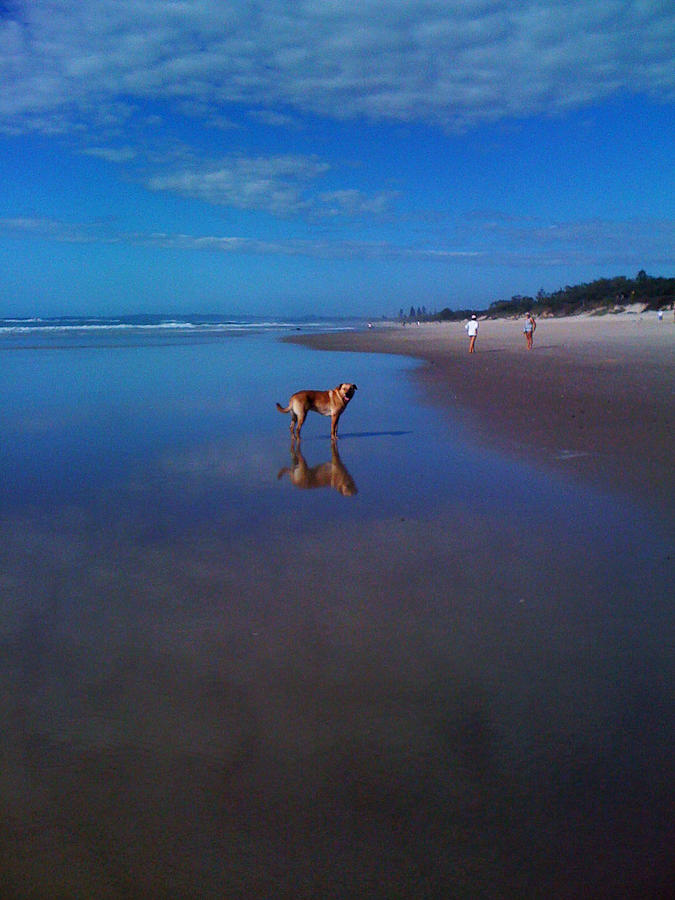 Dog Beach Dreaming Photograph by Ankya Klay