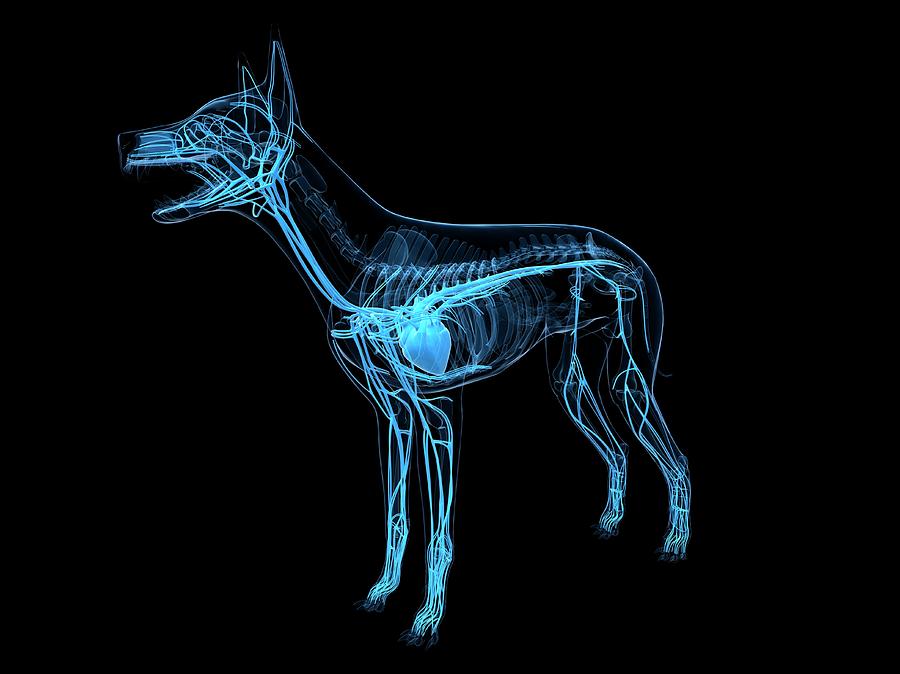 Dog Cardiovascular System Photograph by Sciepro/science Photo Library ...