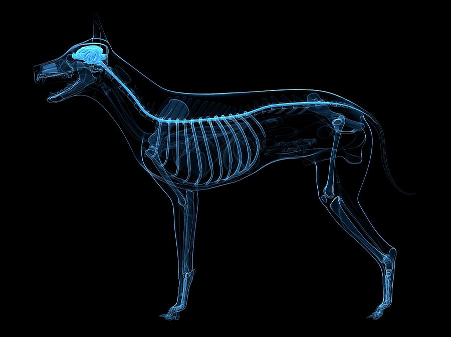 Dog Central Nervous System Photograph by Sciepro/science Photo Library